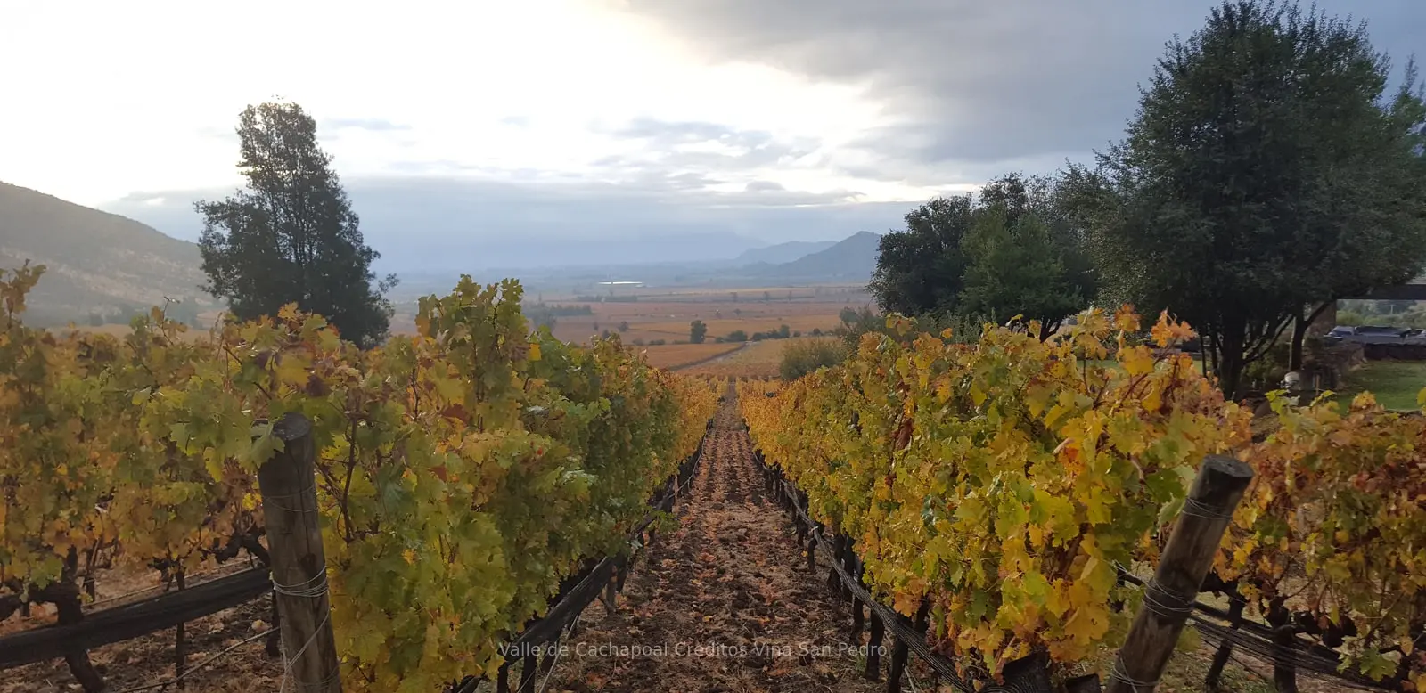 ruta del vino cachapoal- viña san pedro 1 TOURS A VIÑEDOS EN SANTIAGO